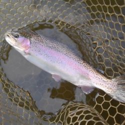 大安トラウトレイク 釣果